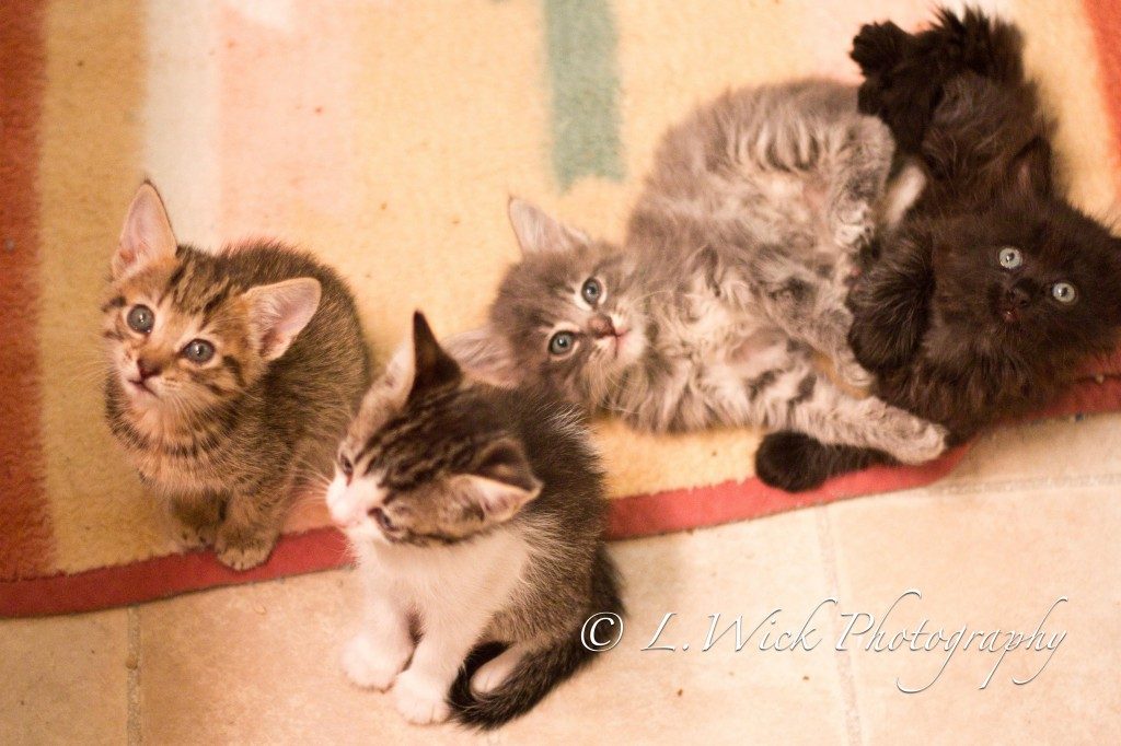Adorable Kittens - Looking Up